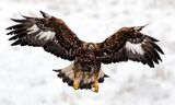 Скален орел ; comments:8