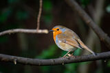 Robin ; comments:5