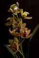 Орхидея ; Коментари:5
