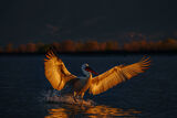 Златни криле... Къдроглав пеликан. ; comments:43