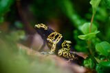 Poison Dart frog ; comments:6