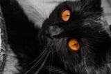 ..the cat’s eyes ; Коментари:2