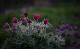 От полянката с котенца / Pulsatilla vulgaris ; comments:13