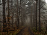 Горски път в мъглата ; comments:2
