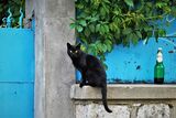 Черна котка, тъмна бира ; Коментари:6