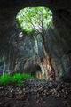 Пещерата с дървото, с. Ботуня ; comments:4