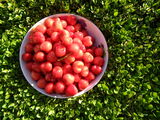 Life is just a bowl of cherries ; Comments:2