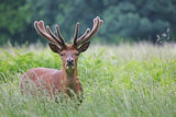 Red deer ; comments:13