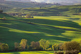 Тосканско противоотровно зелено ; comments:16