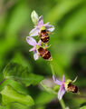  Ophrys cornuta(Двурога пчелица) или около него ; Коментари:7