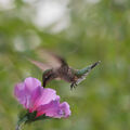 Колибрито на Анна (Anna's hummingbird) ; comments:12