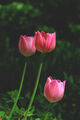 Tulips ; Коментари:5