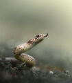 Caspian whipsnake ; comments:50