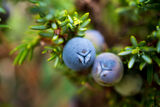 Blueberries ; Коментари:2