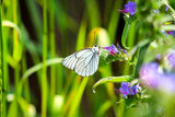 Бяла овощна пеперуда ; comments:5