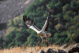 Египетски лешояд - Egyptian vulture ; Коментари:5