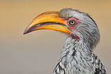 Southern yellow-billed hornbill ; comments:13