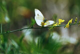 Бяла пеперуда ; comments:13