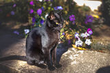 Черно котенце ; comments:3