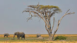 Африкански саванен слон ; comments:17