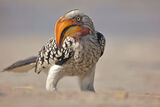 Southern yellow-billed hornbill ; comments:9