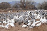 Bosque Del Apache National wildlife refuge, New Mexico ; comments:4