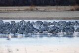 Bosque Del Apache National wildlife refuge, New Mexico ; comments:5