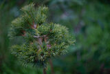 Pinus parviflora Linda ; No comments