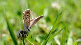 Polyommatus icarus ; comments:3