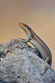 African striped skink/Striped skink ; comments:9