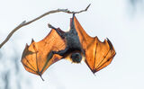 Grey-headed flying fox ; comments:25