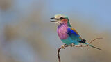 Lilac-breasted roller ; comments:25