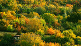 Цветовете на есента ; comments:6