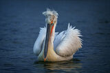 Къдроглави пеликан... ; Comments:10