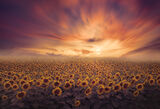 ...Magical Sunflower Field... ; comments:11