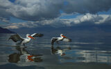 къдроглави пеликани преди буря ; comments:15