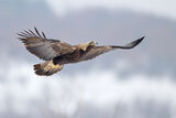 царски орел/Eastern imperial eagle/Aquila heliaca ; comments:4