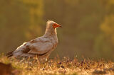 египетски лешояд/Egyptian vulture/Neophron percnopterus ; comments:8