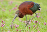 ибис/Glossy ibis/Plegadis falcinelus ; comments:7