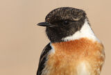 ръждивогушо ливадарче/Stonechat/Saxicola torquata ; Няма коментари