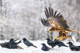 White tailed eagle ; comments:13
