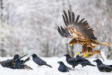 White tailed eagle ; Коментари:13