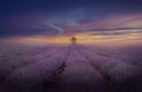 Misty Lavender field ; Коментари:18