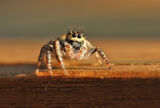 скачащ паяк/Jumping spider ; Коментари:6