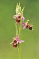 двурога пчелица/Woodcock bee-orchid/Ophrys cornuta ; comments:5