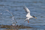 белочела рибарка/Little tern/Sterna albifrons ; Коментари:3
