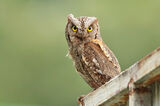 чухал/Scops owl/Otus scops ; comments:16