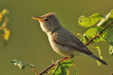 Малък маслинов присмехулник/Eastern olivaceous warbler/Iduna pallida ; Коментари:9