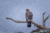 Скален орел (Aquila chrysaetos) в снежна буря. ; comments:15