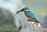 земеродно рибарче/Kingfisher/Alcedo atthis ; comments:7